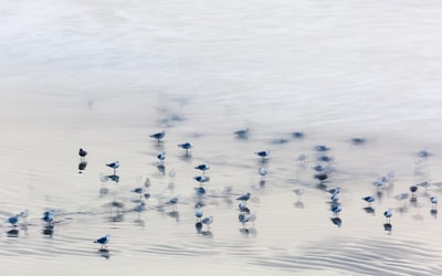 白天水面上有几只鸟